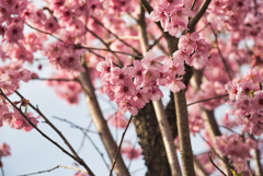 桜＠ROW