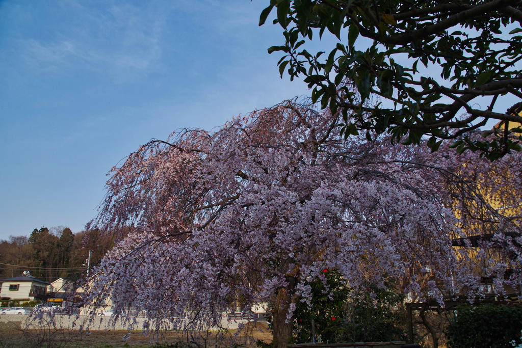 枝垂桜