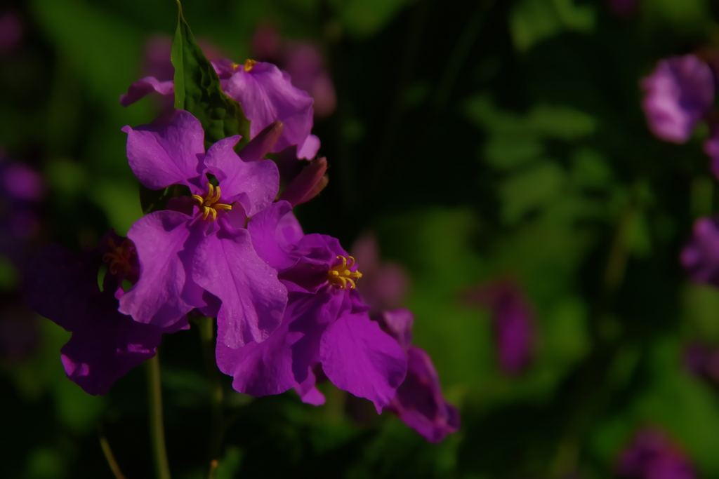 IMGP8438d