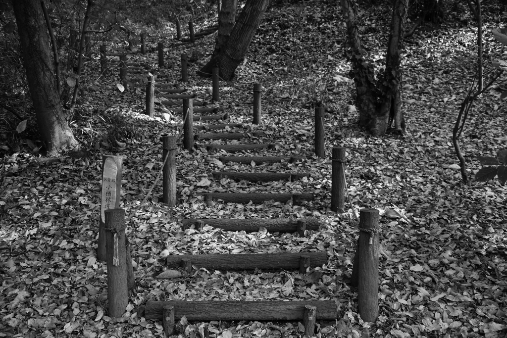 近くの公園散歩BW