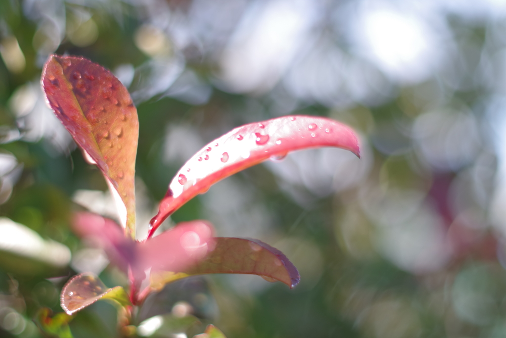 IMGP7076FA50F1.4最短距離付近