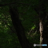 IMGP3077木漏れ日2