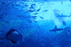 Beautiful Ocean