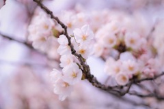春の訪れ