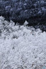 樹氷