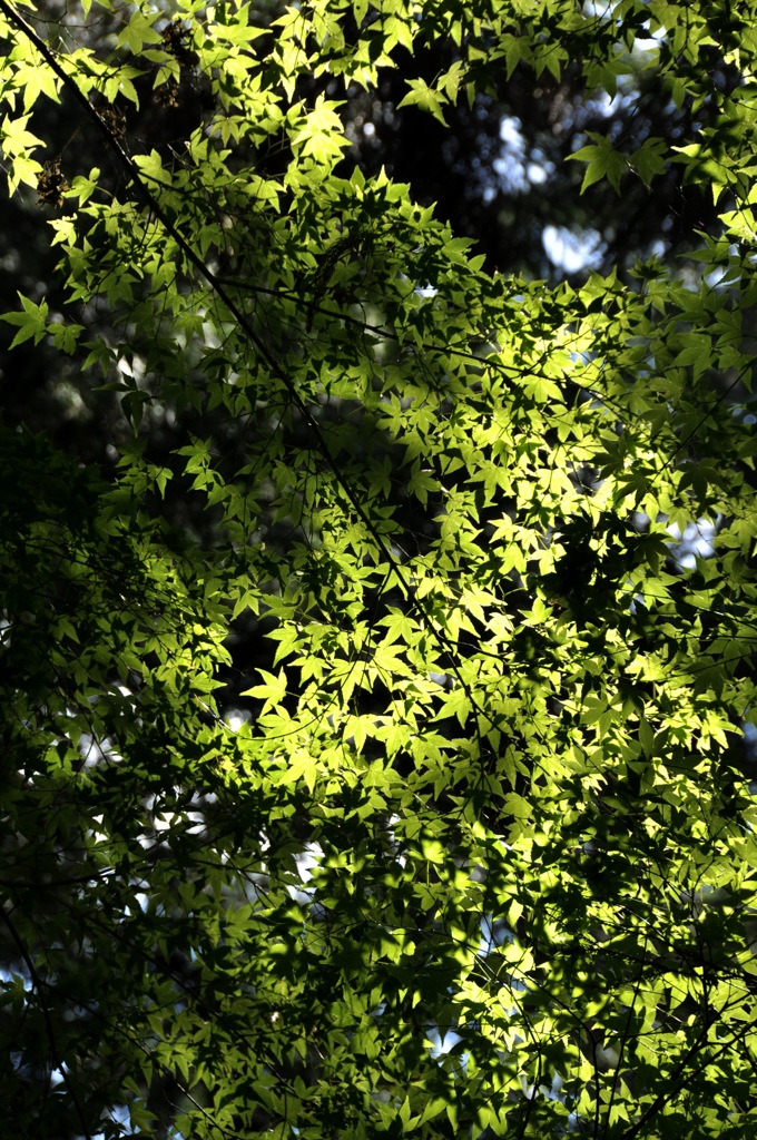 青紅葉