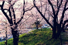 桜3CD952DC-2690-420D-BC7E-2551FF52AC69
