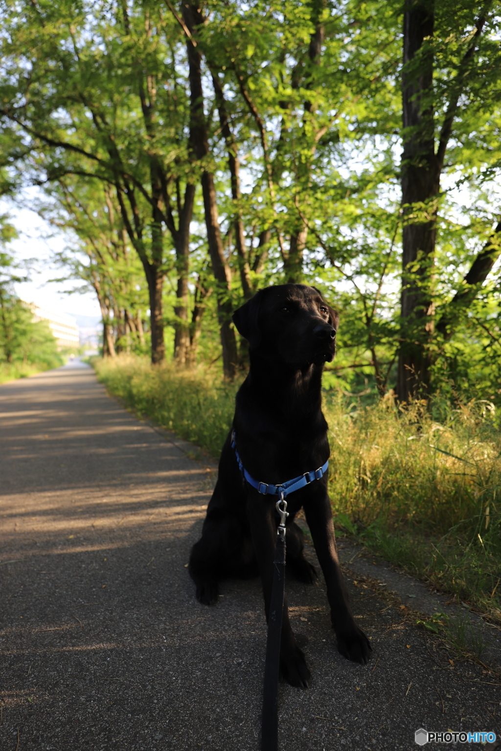 Puppy Walking