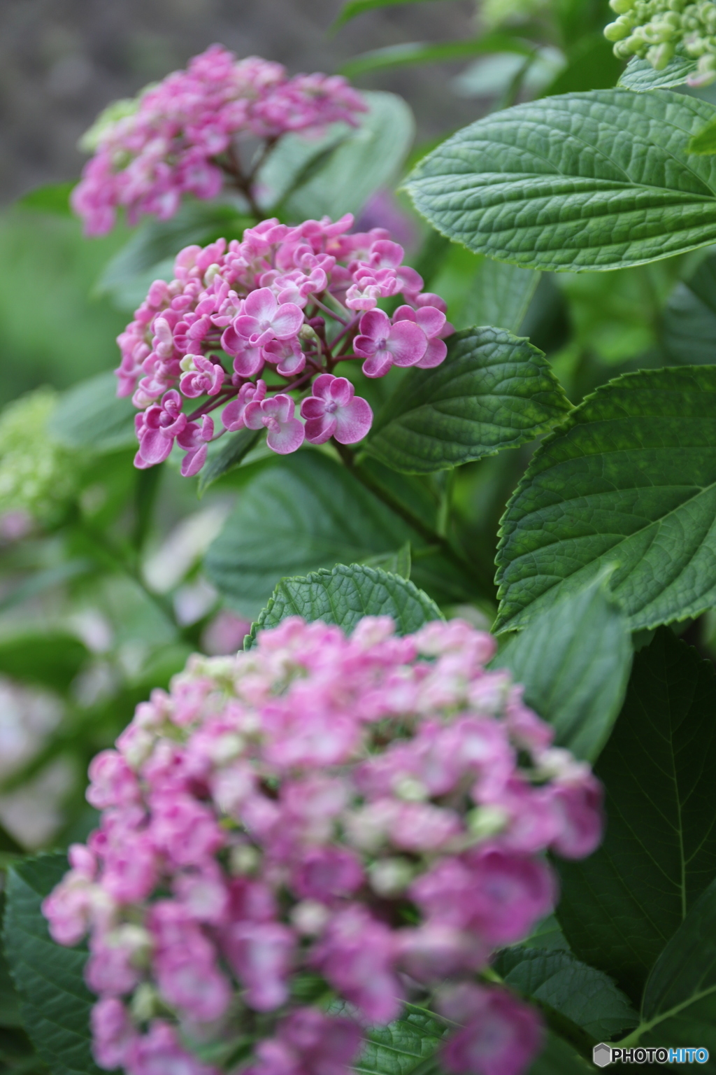 渦紫陽花