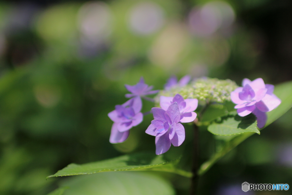 紫陽花