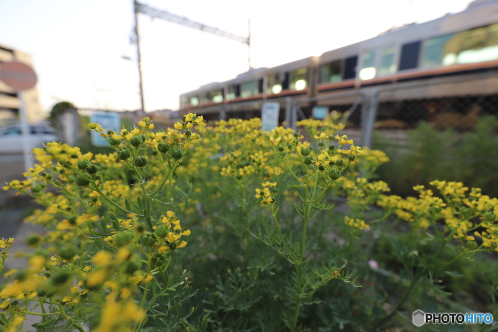 女郎花と電車