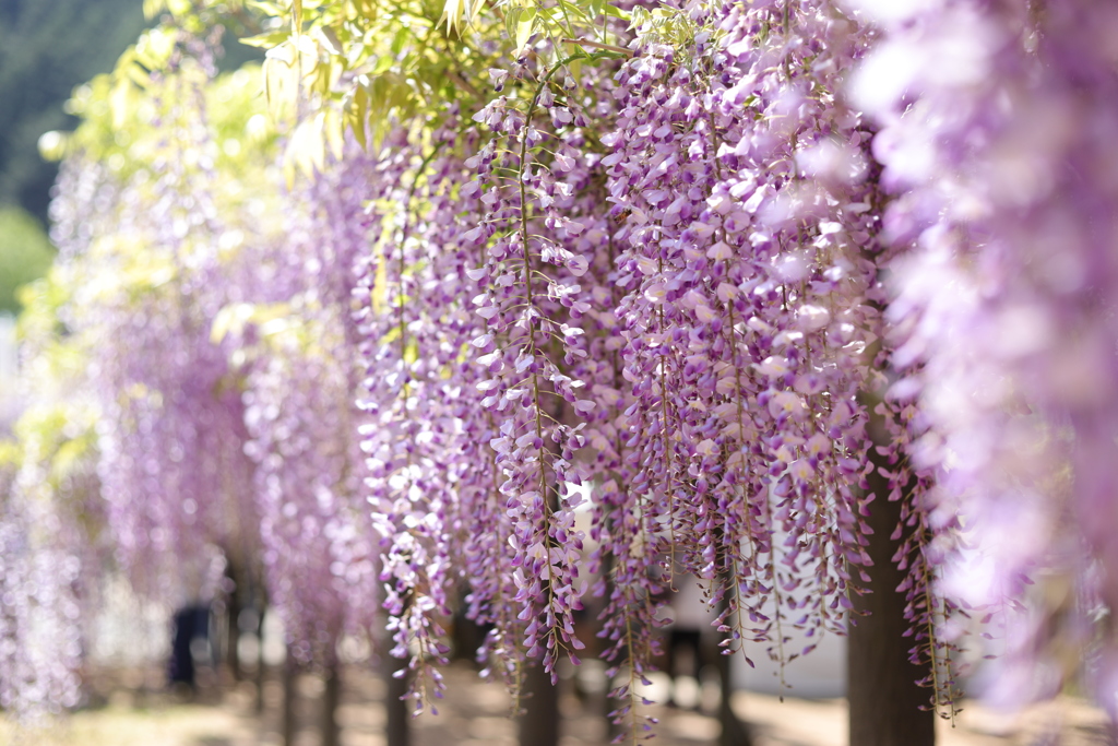 朝来市の白井大町藤公園にて