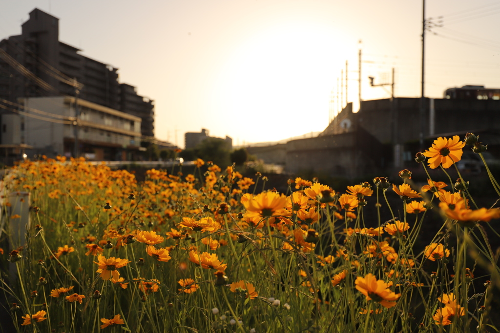 金鶏菊と夕日