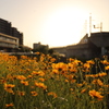 金鶏菊と夕日