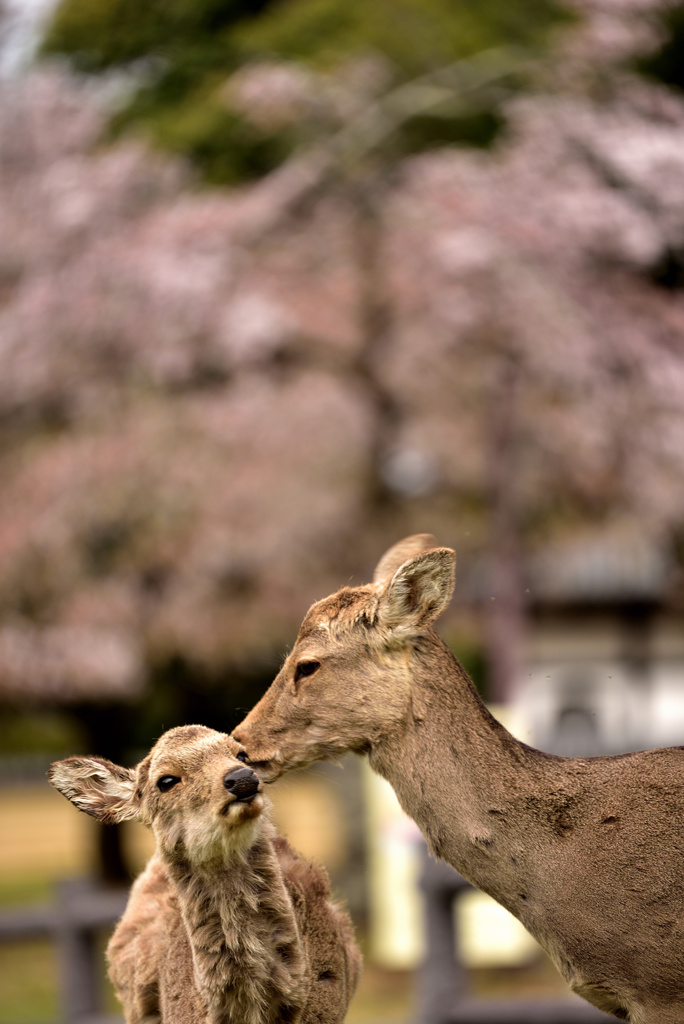 秘密の花園