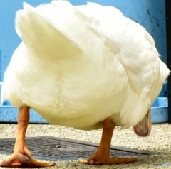 Ass of duck ～ﾌﾟﾘﾌﾟﾘ～