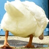Ass of duck ～ﾌﾟﾘﾌﾟﾘ～