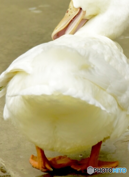 Ass of duck ～おしりふりふり～