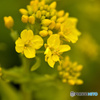 菜