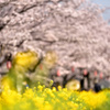 黄と桜