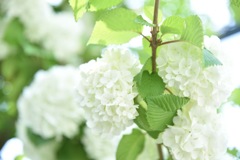 綺麗な花