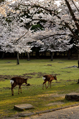 桜の木の下で