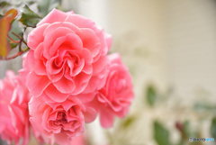 Pink　Rose
