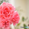 Pink　Rose