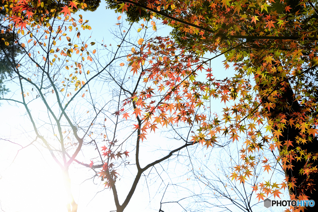 それぞれの紅葉　～伏見稲荷大社～