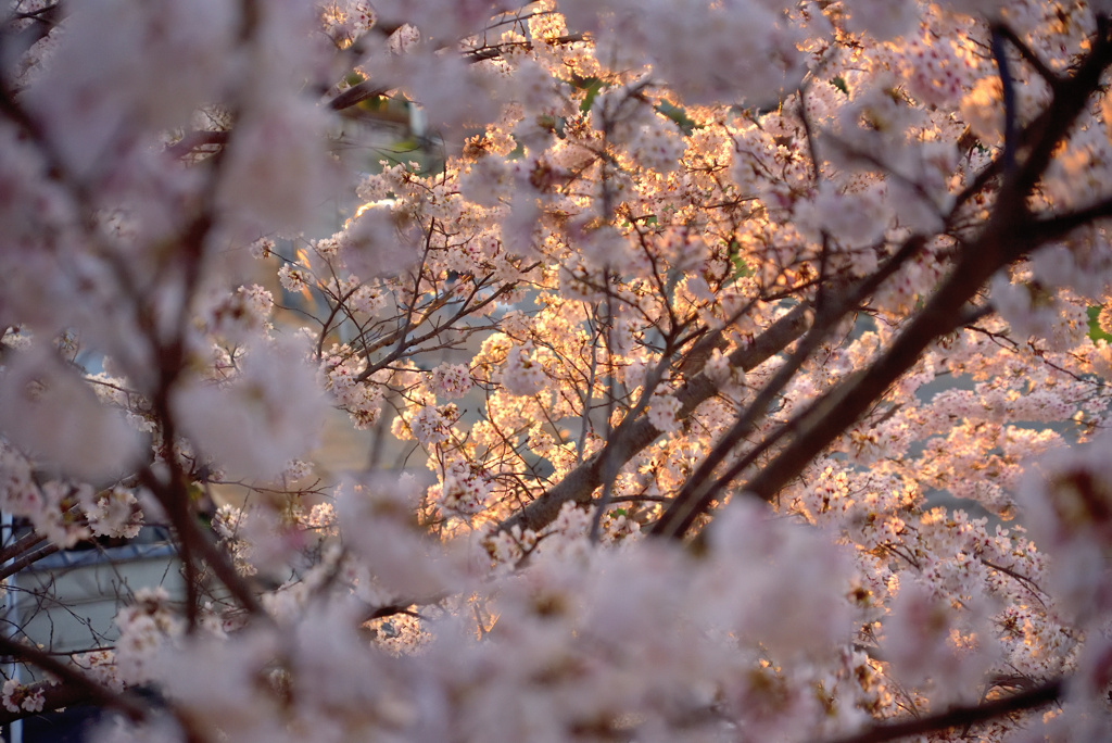 我が家の桜　オレンジ添え