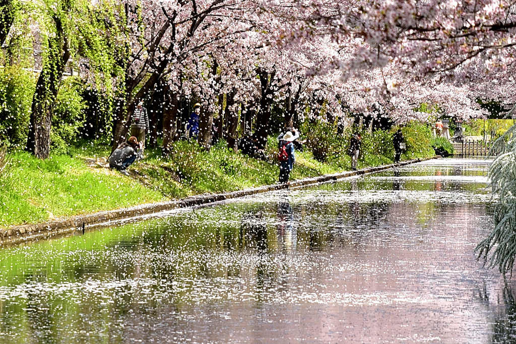 桜の嵐