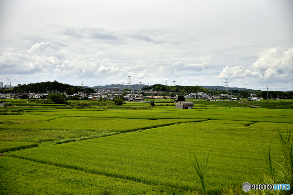 木津川の田園