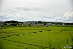 木津川の田園