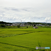 木津川の田園