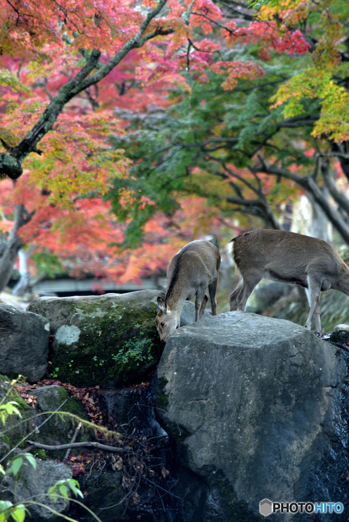奈良公園　～秋～