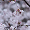 13度目の春③