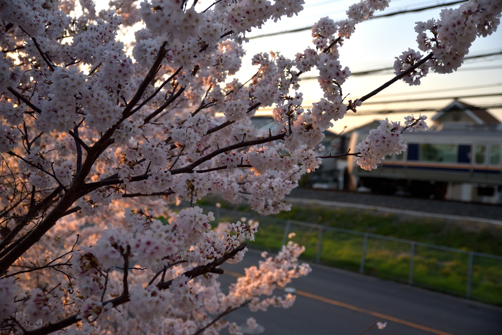 我が家の桜とJRさん