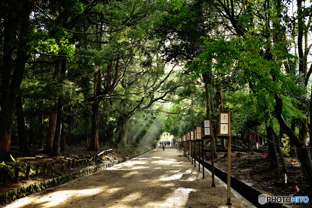 春日参道