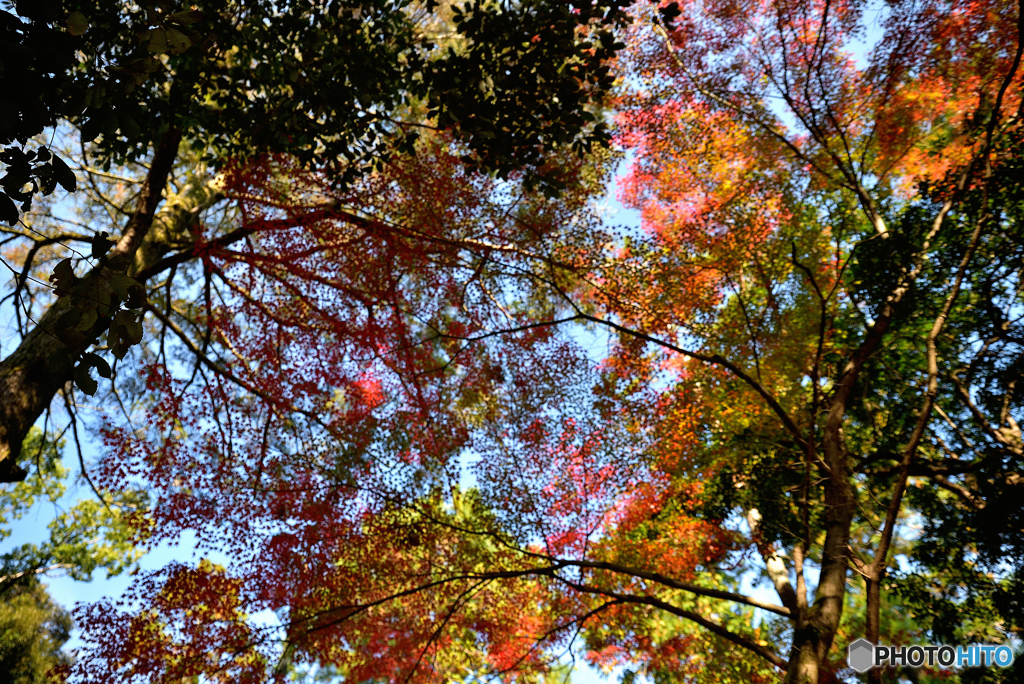 それぞれの紅葉　～上賀茂神社～