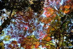 それぞれの紅葉　～上賀茂神社～