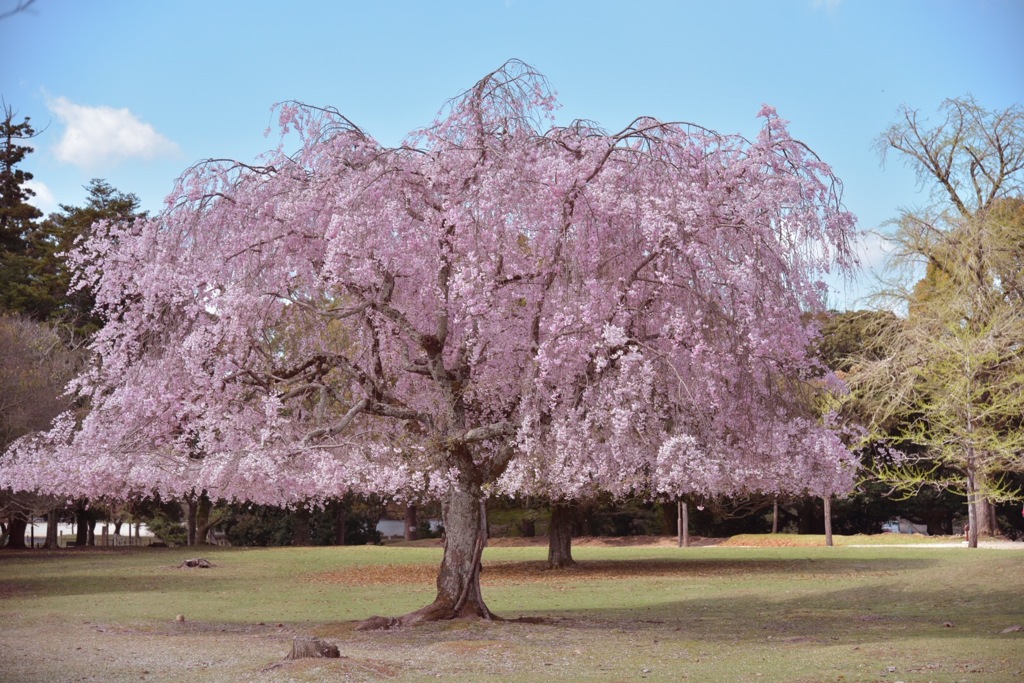 東大寺の桜