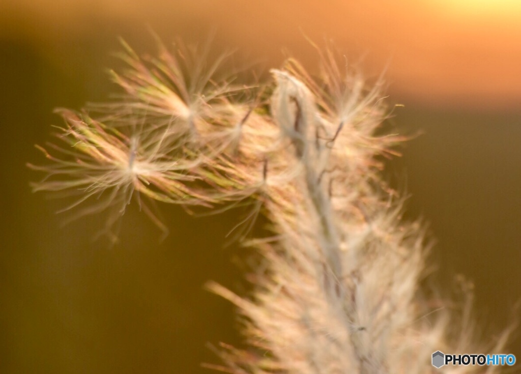 Setaria2
