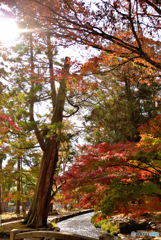 それぞれの紅葉　～上賀茂神社～