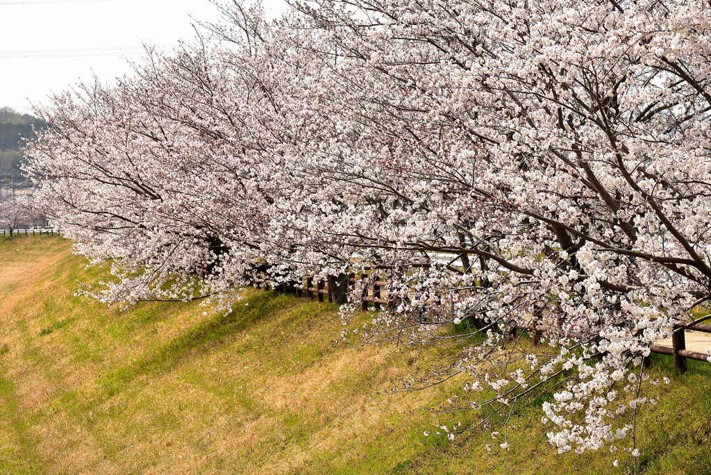 川沿いには桜がよく似合う