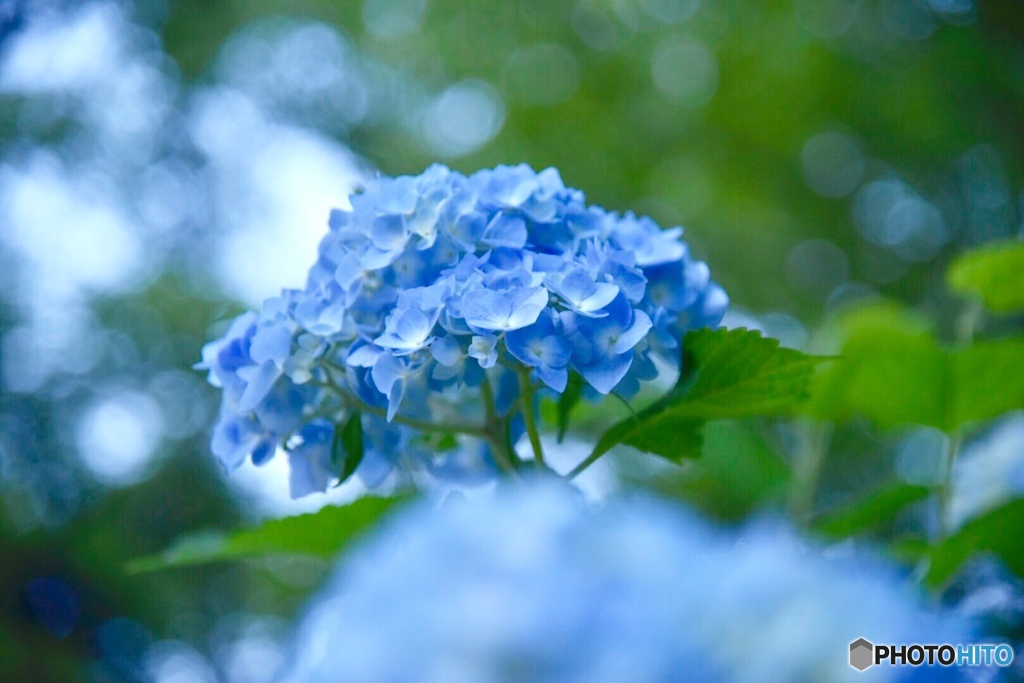 hydrangea
