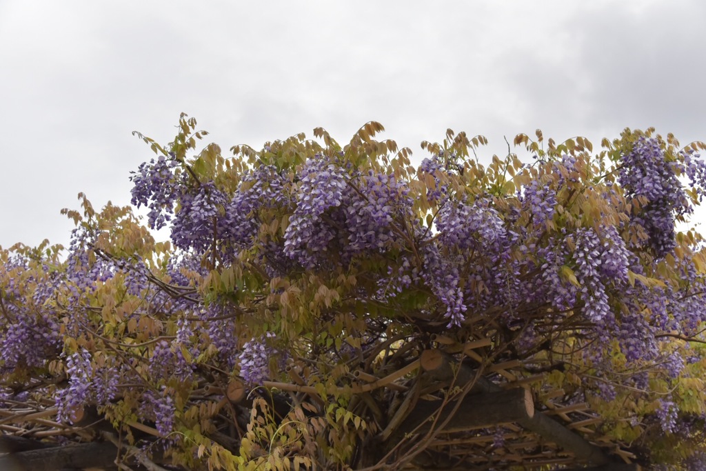 春になるといろいろ……