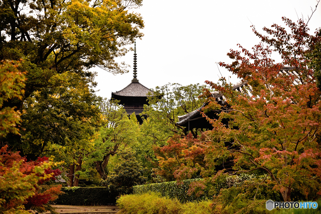 東寺の秋