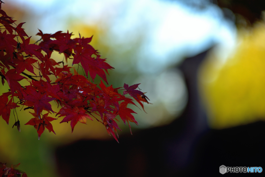 奈良公園の秋