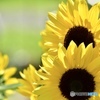 ひまわり ～満開～