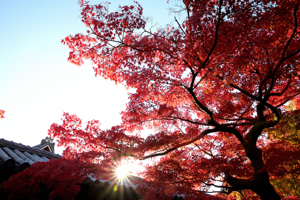 東福寺の秋　RE